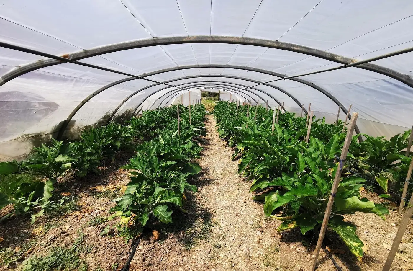 L'intérieur d'une des serres, plantée d'aubergines